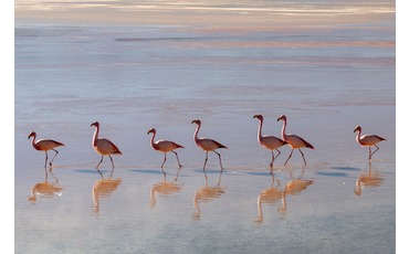 Лагуна розовых фламинго,  Национальный парк Эдуардо Авароа, Боливия