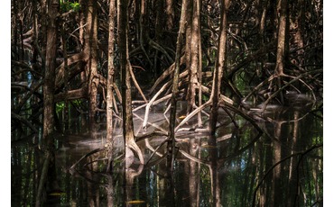 Солнечный луч в мангровом лесу, Национальный парк Пим Красаоп, Камбоджа
