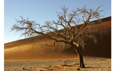 Одинокое дерево, плато Соссуфлей, пустыня Намиб, Намибия 