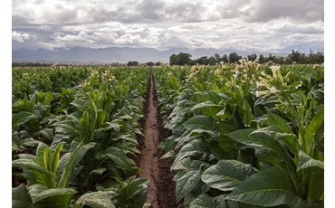 Табачные плантации, провинция Сальта, Аргентина