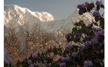 Цветы рододендронов, Аннапурна, Непал
