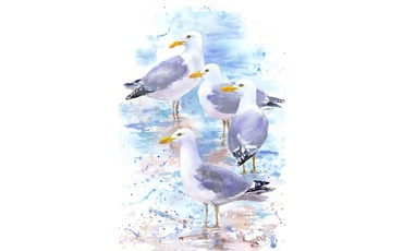 Серо-голубые чайки